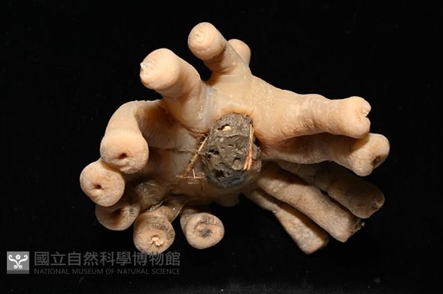 寄居蟹鞘群海葵藏品圖，第3張