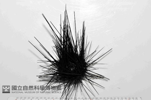 沙氏(藍環)冠海膽藏品圖，第3張