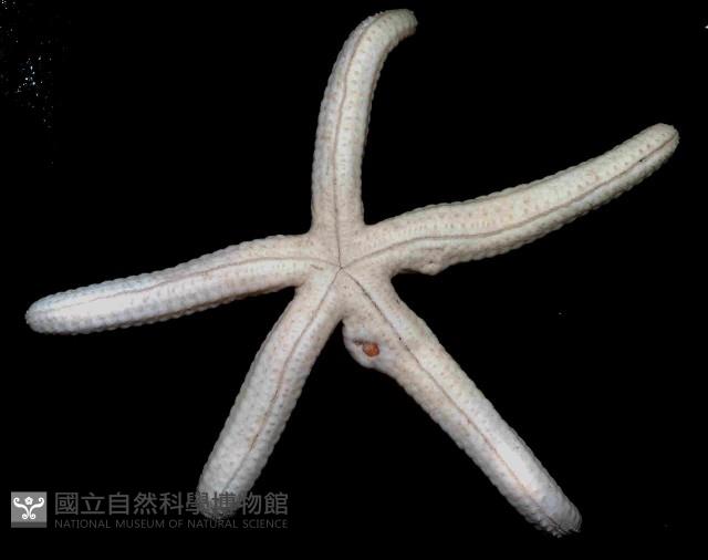 多篩指海星藏品圖，第3張