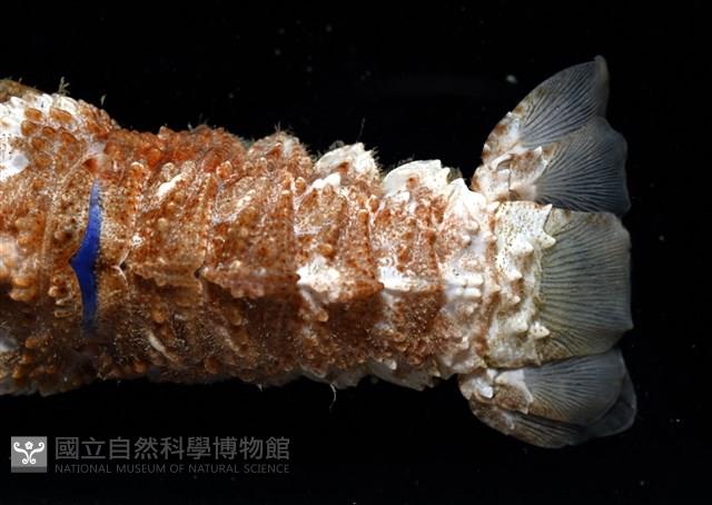 短角硬甲蟬蝦藏品圖，第3張