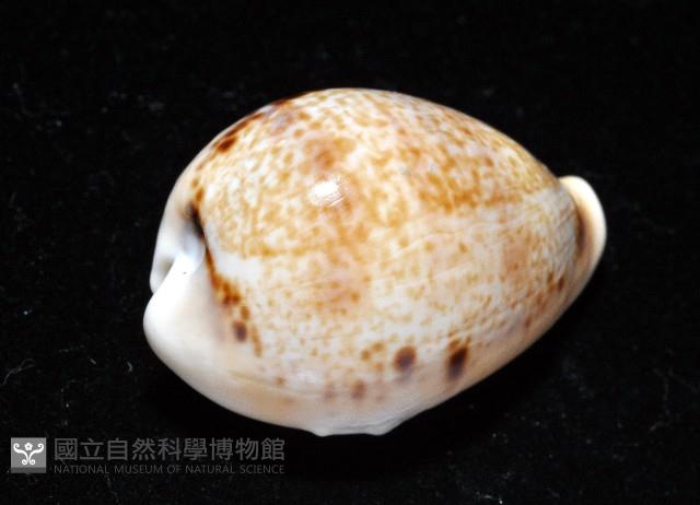 玉女寶螺藏品圖，第3張