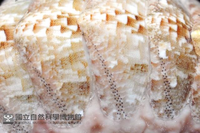 鱗紋石鱉藏品圖，第3張