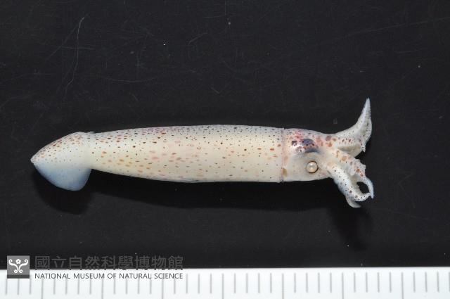 奧蘭鳶柔魚藏品圖，第3張