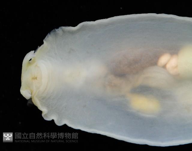 斑葉海兔藏品圖，第3張