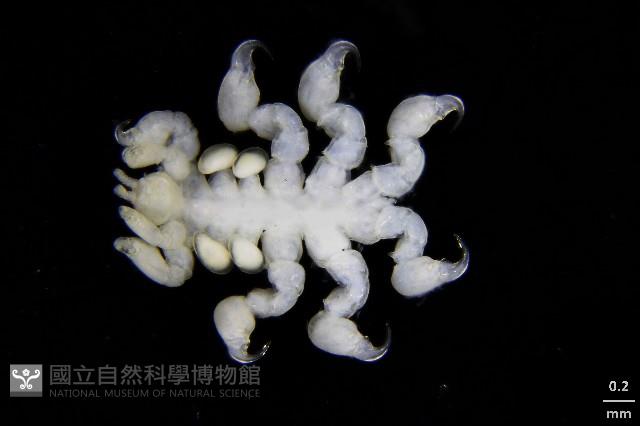 鯨虱的一種藏品圖，第3張