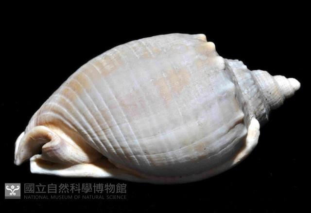 金帶鬘螺藏品圖，第3張