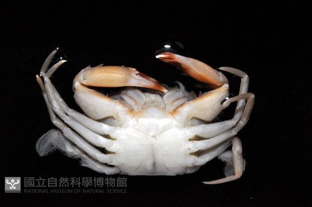 銳齒蟳藏品圖，第3張