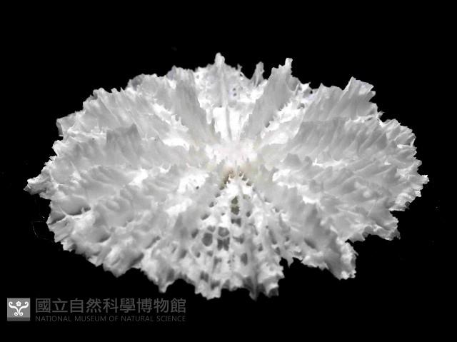 高片菌杯珊瑚藏品圖，第3張