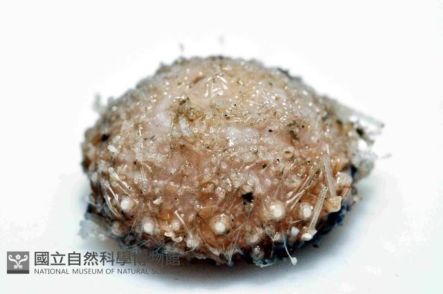 未知種侏儒頭帕(暫譯)藏品圖，第3張