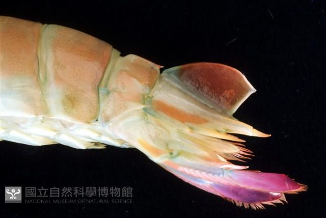 脊尾齒指蝦蛄藏品圖，第3張