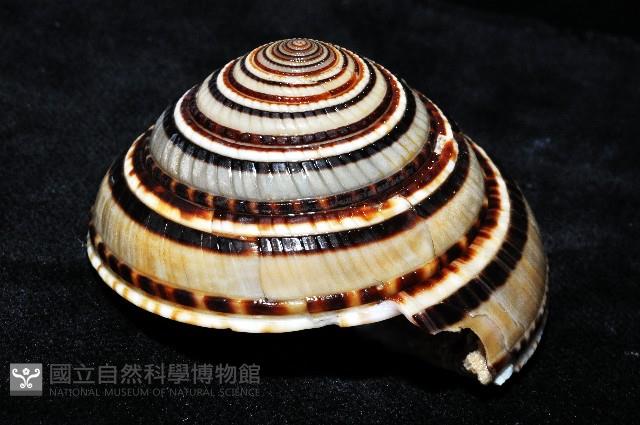 黑線車輪螺藏品圖，第3張