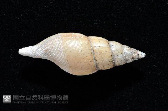 子彈布紋螺藏品圖，第3張