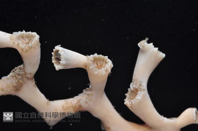 枝狀多目珊瑚藏品圖，第3張