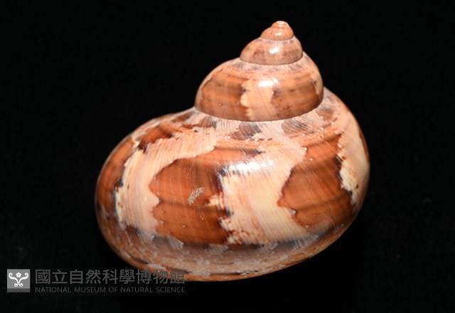 芮氏蠑螺藏品圖，第3張