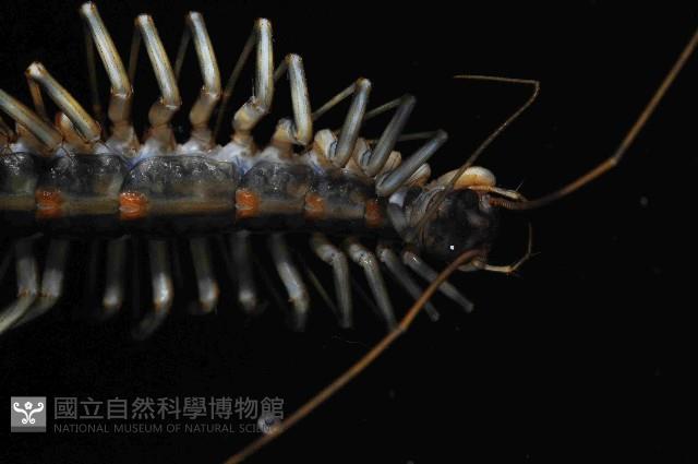 大蚰蜒藏品圖，第3張