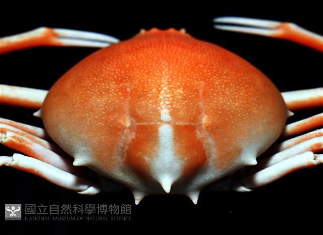 大等螯蟹藏品圖，第3張