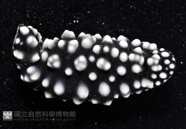黑葉海蛞蝓藏品圖，第3張