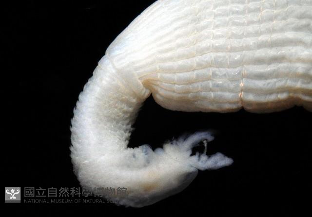 光裸(裸體)方格星蟲藏品圖，第3張