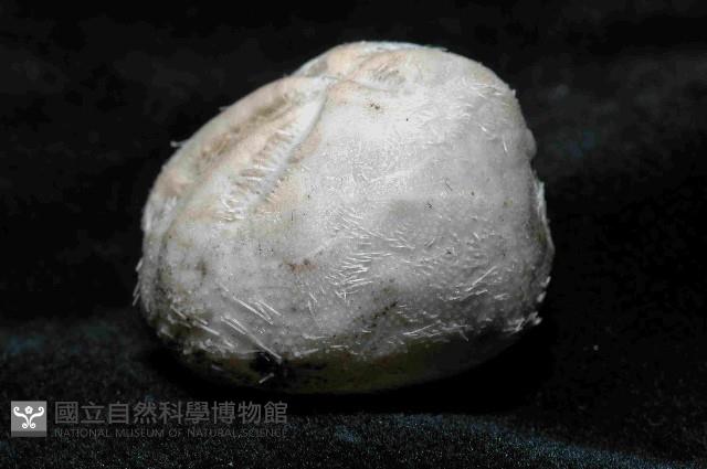 凹卵形(凹裂星)海膽藏品圖，第3張