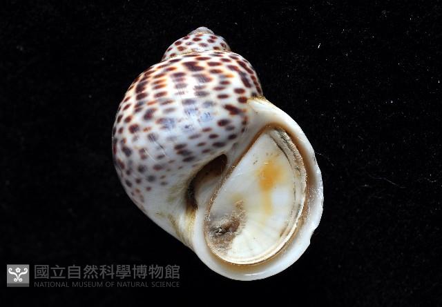 豹斑玉螺藏品圖，第3張