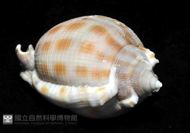 布紋鬘螺藏品圖，第3張