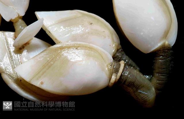 巨雕茗荷藏品圖，第3張