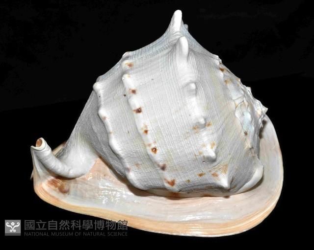 唐冠螺藏品圖，第3張