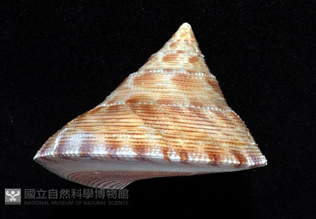 台灣鐘螺藏品圖，第3張