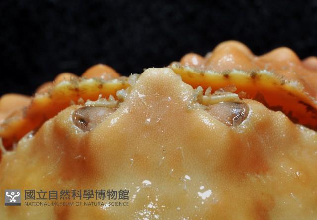 山羊饅頭蟹藏品圖，第3張