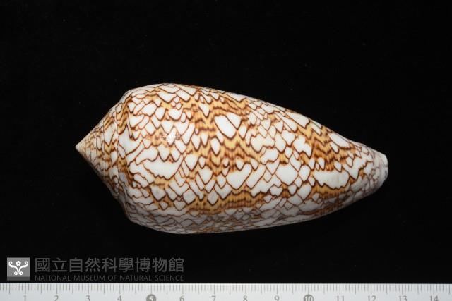 織錦芋螺藏品圖，第3張