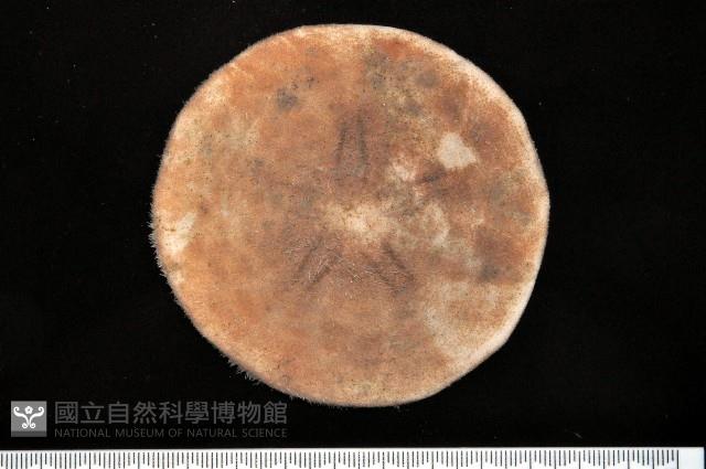 富士餅乾海膽藏品圖，第3張