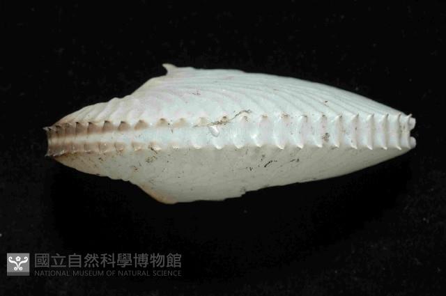 扁船蛸藏品圖，第3張