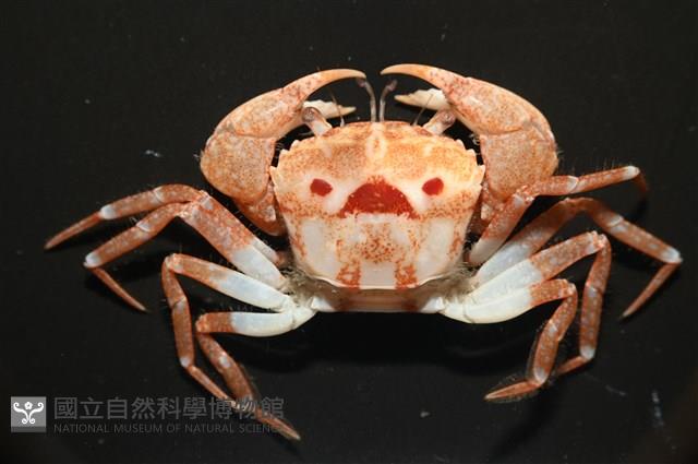 太陽強蟹藏品圖，第3張