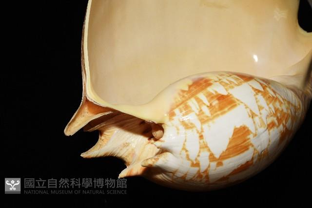 閃電椰子渦螺藏品圖，第3張