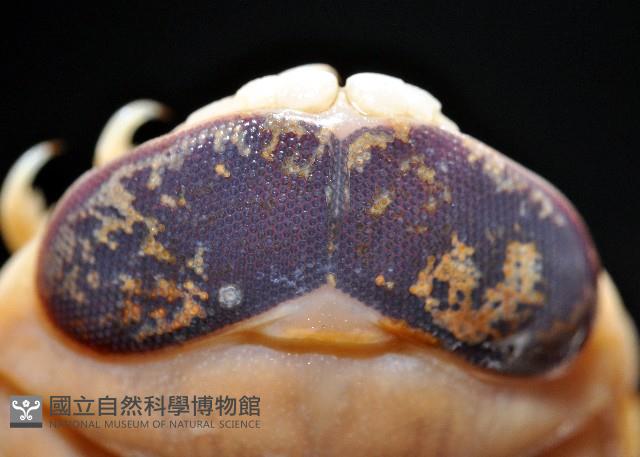 紡錘水虱之一種藏品圖，第3張