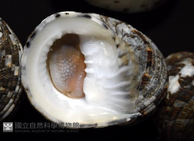 大圓蜑螺藏品圖，第3張