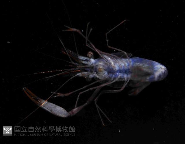 海羊齒共生長臂蝦之一種藏品圖，第3張