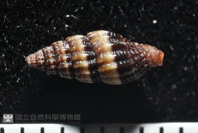 鏡花蛹筆螺藏品圖，第3張