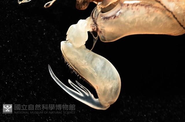 白斑綠蝦蛄藏品圖，第3張