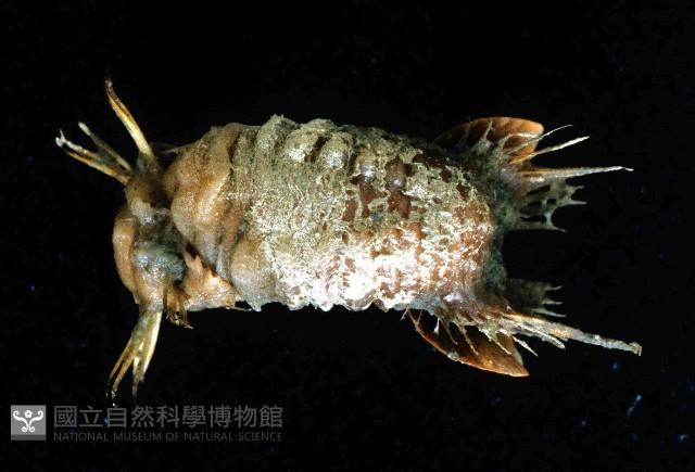未知種不倒翁蟲藏品圖，第3張