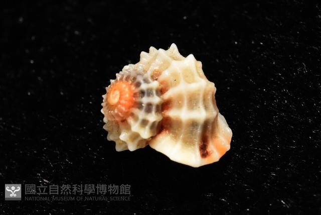 大溪花冠螺藏品圖，第3張