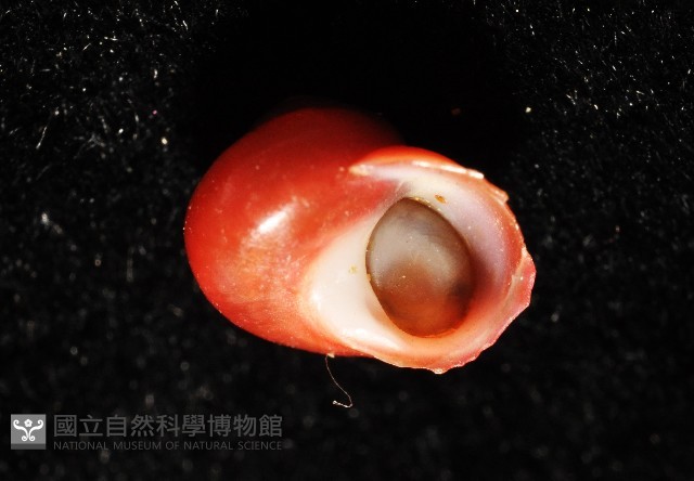 停雲蠑螺藏品圖，第3張