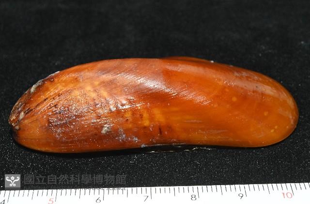 平端深海殼菜蛤藏品圖，第3張