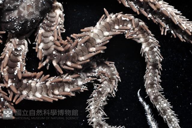 蜈蚣櫛蛇尾藏品圖，第3張