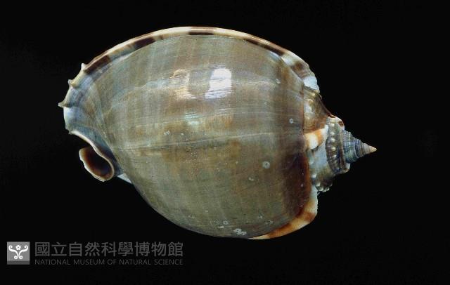 灰鬘螺藏品圖，第3張