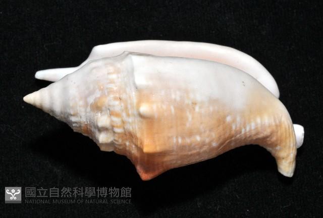 紅袖鳳凰螺藏品圖，第3張