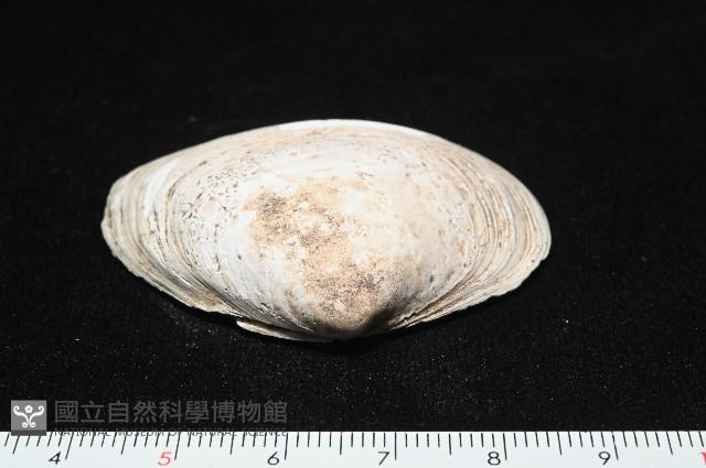 大蜆藏品圖，第3張