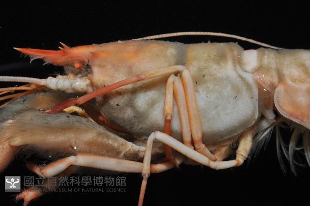 史氏擬海螯蝦藏品圖，第3張