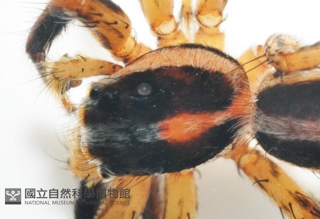 雙帶扁蠅虎藏品圖，第3張