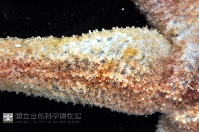 未知種海盤車藏品圖，第3張